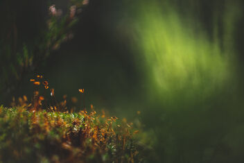 [Polytrichum 8 | Together] - Free image #492707