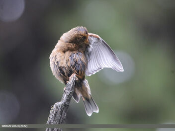Spectacled Finch (Callacanthis burtoni) - бесплатный image #492997