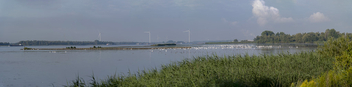 Swans gather - Tongplaat - Dordrecht - Free image #493377