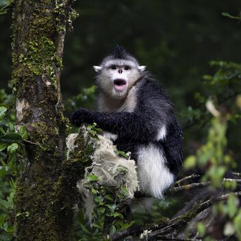 Black Snub-nosed Monkey - image gratuit #493507 