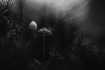 [Small Fungi 30] - бесплатный image #493517