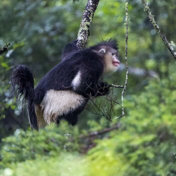 Black Snub-nosed Monkey - image gratuit #493547 