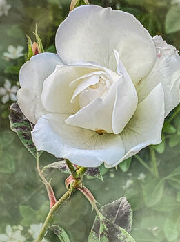A White Rose - Free image #493797