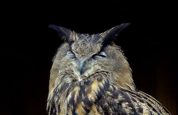 Sleepy Eagle Owl - image gratuit #493897 