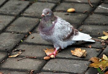 Pigeon and acorns - image gratuit #494107 