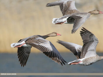 Greylag Goose (Anser anser) - image gratuit #494707 