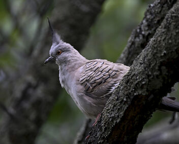 Crested Pigeon - Kostenloses image #494777