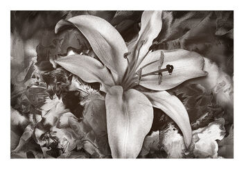 Asiatic Lily with Fantastic New Texture from Deb's Artography - image gratuit #494997 