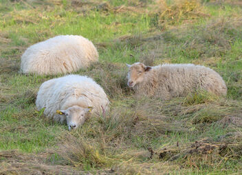 Sheep are melting into the pasture - бесплатный image #495857