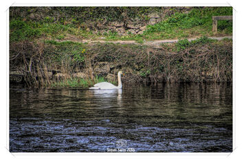 White Swan, River Conwy, Llanrwst, Denbighshire, Wales UK - Kostenloses image #495937