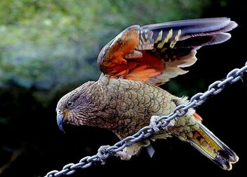 Kea. NZ parrot. - бесплатный image #496087