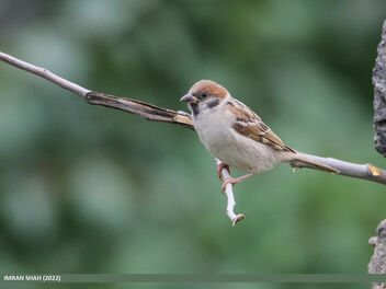 Eurasian Tree Sparrow (Passer montanus) - Free image #496227