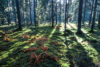 Sunny forest - image #496407 gratis