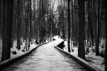 Winter swamp trail - image #496437 gratis
