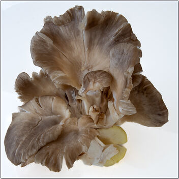 Mushroom exotica (2) - Kostenloses image #496497