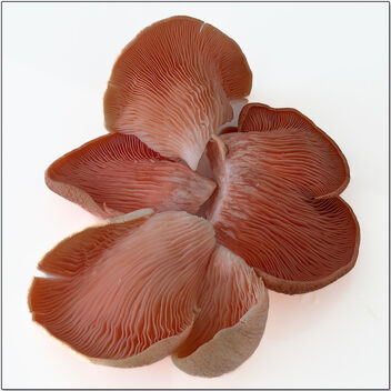 Exotic Mushroom, Day 3 - image gratuit #496517 