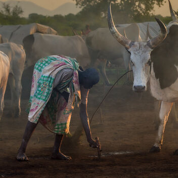 Tethering Cattle, Sth Sudan - бесплатный image #496747