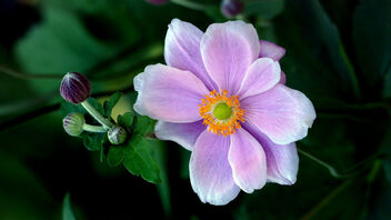 Japanese anemone. - image gratuit #496807 