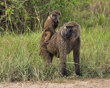 Olive Baboons - Kostenloses image #497207