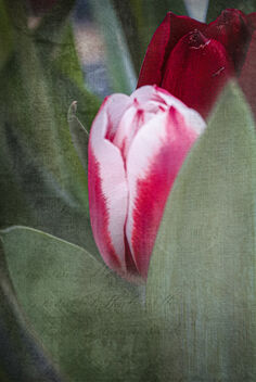 Red and White Tulip - image gratuit #497247 