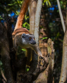 Brown Lemur - image gratuit #497437 