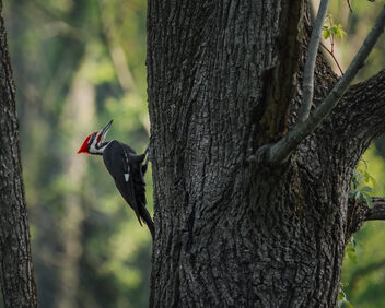 Pileated Woodpecker - бесплатный image #497897
