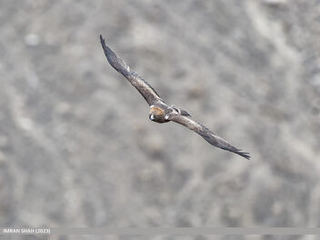 Booted Eagle (Hieraaetus pennatus) - бесплатный image #497957