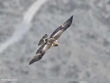 Booted Eagle (Hieraaetus pennatus) - image #498017 gratis
