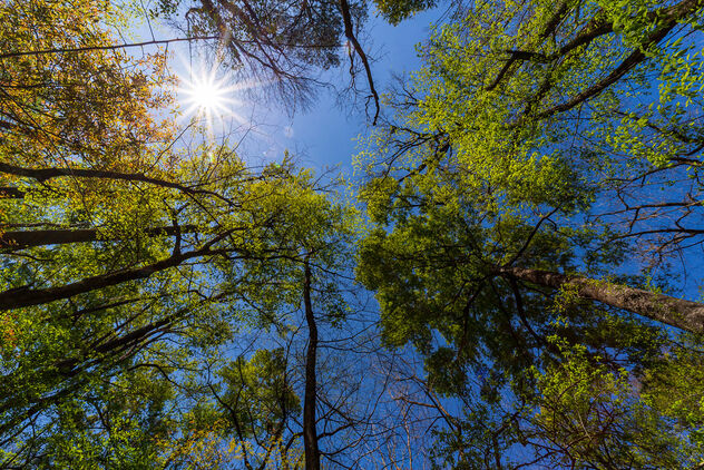 Congaree Trees - Congaree National Park - Free image #498507