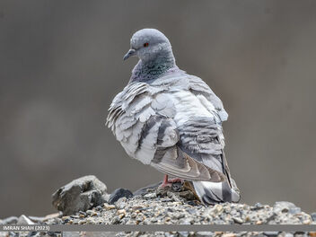 Hill Pigeon (Columba rupestris) - image gratuit #498647 