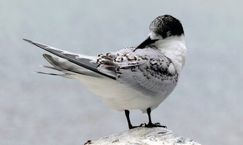 White fronted tern. - бесплатный image #498747