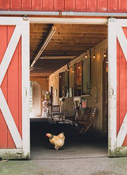 Chicken in a barn - image gratuit #498777 