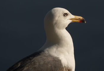 Lesser Black-Backed Gull (Larus fuscus) - бесплатный image #498897