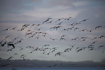 Last of the Barnacle geese - бесплатный image #498927