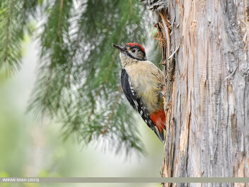 Himalayan Woodpecker (Dendrocopos himalayensis) - бесплатный image #499007