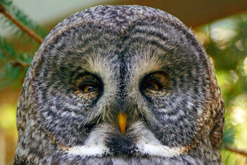Giant-faced owl. - image #499097 gratis