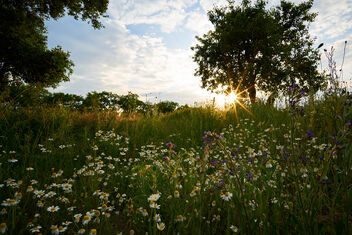 Flowery Sunset - image #499157 gratis