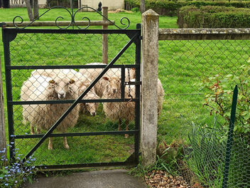 Sheep ante portas - Kostenloses image #499257
