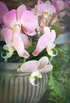 Orchids - image #499317 gratis