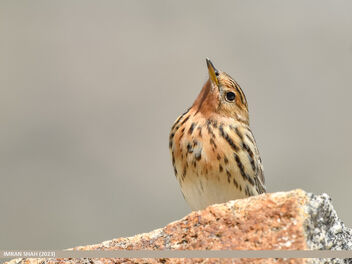 Red-throated Pipit (Anthus cervinus) - Free image #499347