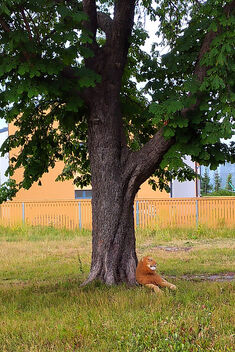 A lion under a tree in Tallinn - бесплатный image #499537
