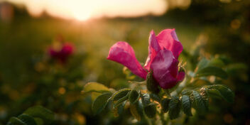 Rose in the sunset. - image #499637 gratis