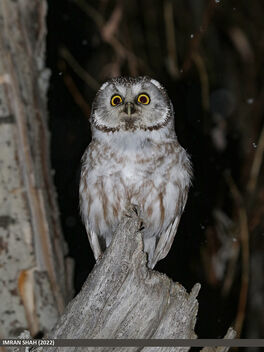 Boreal Owl (Aegolius funereus) - image #499957 gratis