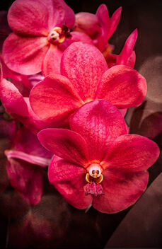 Red Vanda Orchid - image #500457 gratis