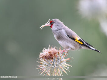 European Goldfinch (Carduelis carduelis) - image #500807 gratis