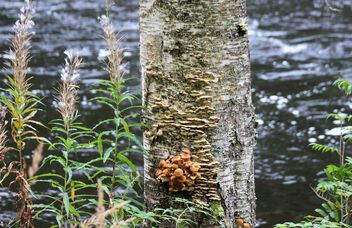 Covered birch with mushrooms - image #500947 gratis