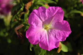 Petunia,, still going strong - Kostenloses image #500977