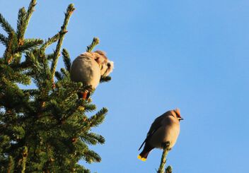 Waxwings on the branch - image gratuit #501277 