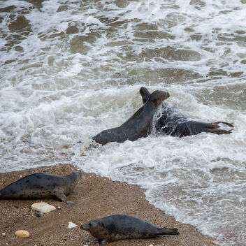Seals and surf - image gratuit #501417 