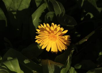 Marigold in the dusk of the evening - image #501467 gratis
